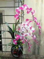 Hoa Lan Hồ Điệp màu 10h - Mã: HPL 21