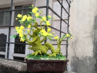 Gốc Bonsai mai đào - Thế  Rồng xanh - Mã TR1