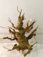 Gốc Bonsai mai đào  - Mã TBS 3
