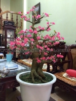 Gốc Bonsai gỗ. Thế Huynh Đệ. Mã TL 19