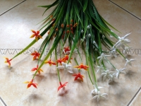 Cỏ sao đêm điểm hoa 5 cánh
