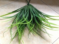Cụm Cỏ Trung Lá Dẹt