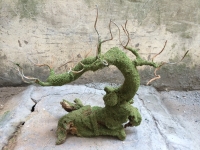 Gốc Bonsai Gỗ Lũa: Thế Lão Tử - Mã: TL 33
