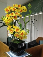 Hoa Lan Cải Bắp Vàng - Mã: HPL 107