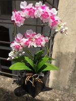 Hoa Lan Cải Bắp Tím Hồng - Mã: HPL 115