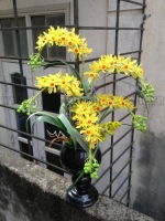 Hoa Lan Chùm Vàng - Mã: HPL 117