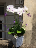 Hoa Lan Trắng - Mã: HPL 118