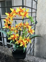 Hoa Địa Lan Vàng - Mã: HPL 121