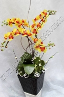 Hoa Lan Hồ Điệp - Mã: HPL 06