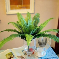 Dương xỉ to 18 nhánh