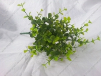 Cụm vẩy ốc nhỏ