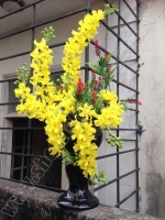 Hoa Lan Chùm Vàng - Mã: HPL 125