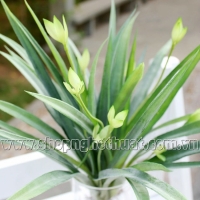 Lá lan lộc cỡ bé