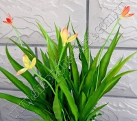 Lá lan lộc cỡ to