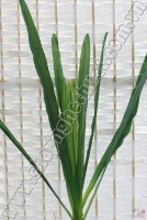 Lá Lan Ướt