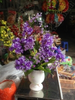 Hoa Lan Tím - Mã: HPL 13