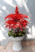 Hoa Địa Lan Đỏ - Mã： HPL 10