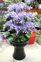 Hoa Lan Móng Rồng tím trắng - Mã: HPL 11