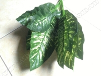 Cụm Lá Vạn Niên Thanh