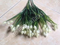Cụm cỏ thông - cụm cỏ dứa