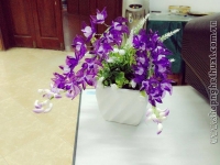 Hoa Lan Chong Chóng Tím - Mã: HPL 157