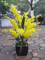 Hoa Lan Chùm Vàng - Mã: HPL 165