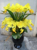 Hoa lan hồ điệp vàng 2 tầng - Mã HPL 190