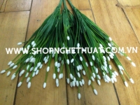 Cỏ Hẹ