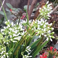Cỏ ngọt trùm