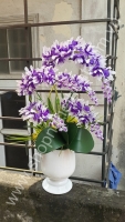 Hoa lan ngọc điểm trắng tím - Mã: HPL 215A