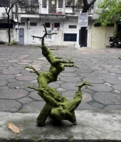 Gốc Bonsai Gỗ Lũa - Cỡ trung - Mã: G1