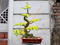 Gốc Bonsai Gỗ: Thế Long Giáng - Mã: LG 3 - cỡ To