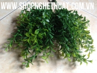 Cụm Ngâu Lá Nhọn