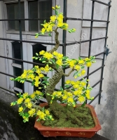 Hoa Mai Vàng - Thế Long Giáng - Mã: HPL 215