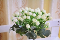 Cụm Nụ điểm hạt nhựa