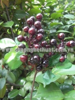 Nhánh Quả Nho Xốp
