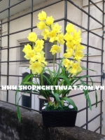 Hoa Pha Lê - Hoa Địa Lan màu Vàng - Mã: HPL 224