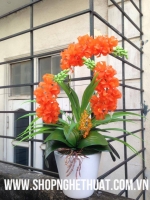 Hoa Lan Orro màu Cam - Mã: HPL 227