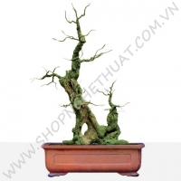 Gốc Bonsai Gỗ - Thế Phụ Tử 1 - Mã: PT1