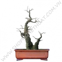 Gốc Bonsai Gỗ - Thế Phụ Tử 2 - Mã: PT2