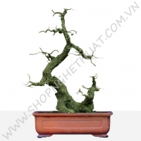  Gốc Bonsai Gỗ - Thế Mẫu Tử - Mã: MT1