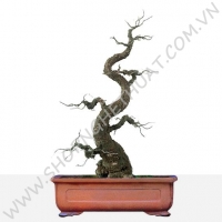 Gốc Bonsai Gỗ - Thế Long Giáng - Mã: LG