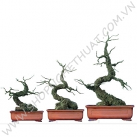 Gốc Bonsai Gỗ thế Trực Cong  - Mã: TC 1&2&3