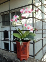 Hoa Lan Hồ Điệp bé - Mã: HPL 233