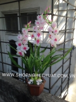 Hoa Địa Lan Trắng - Mã: HPL 235