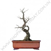 Gốc Bonsai Gỗ - Thế Mai Nữ - Mã: MN1