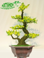 Hoa Mai Vàng - Thế Phụ Tử - Mã: HPL 239