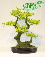 Hoa Mai Vàng - Thế Hươu- Mã: HPL 240