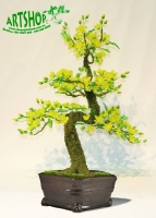 Hoa Mai Vàng - Thế Mai Nữ- Mã: HPL 241