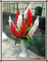 Hoa Phi Yến Trắng Đỏ - Mã: HPL 244